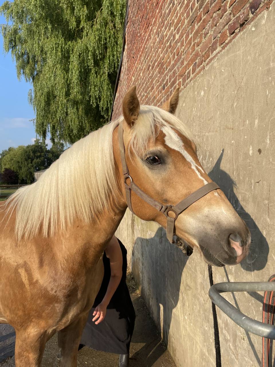 Haflinger sport de 3 ans