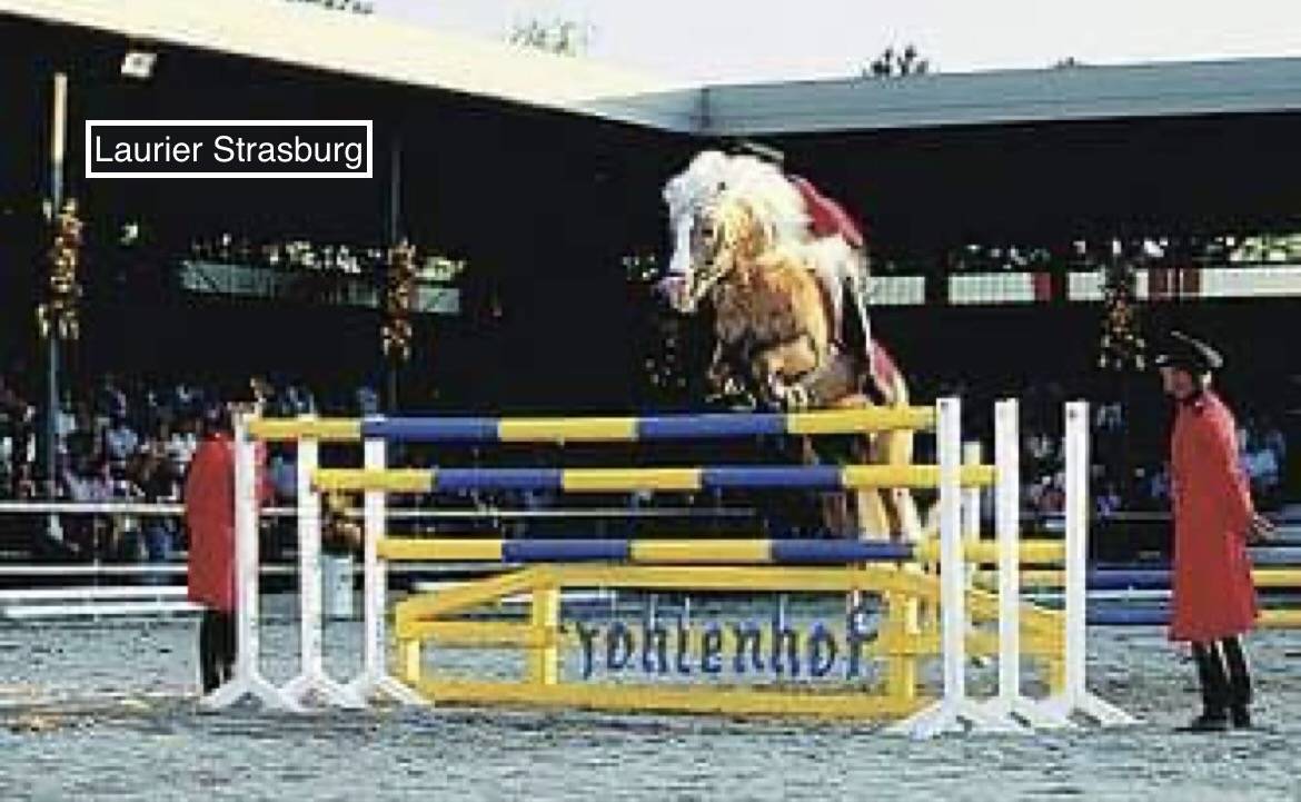 Haflinger sport de 3 ans