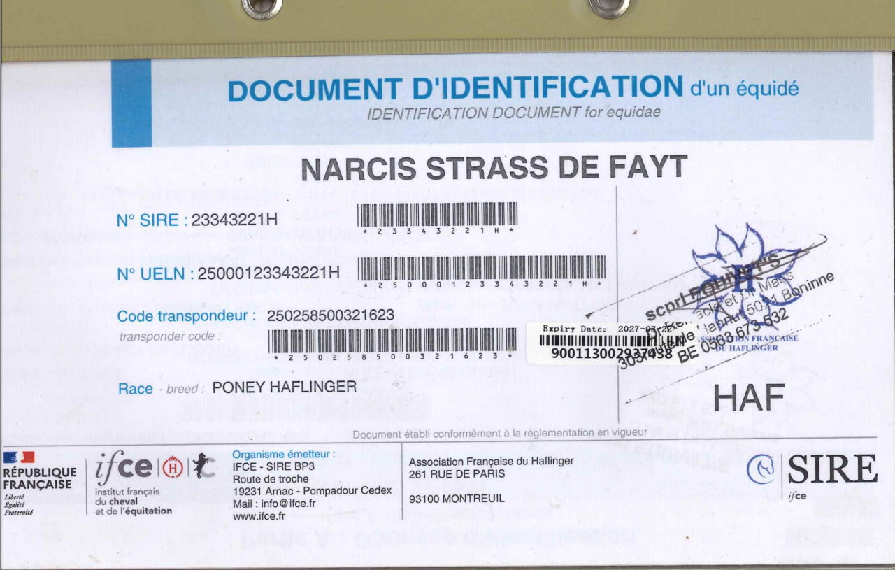 Haflinger sport de 3 ans