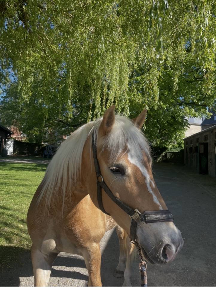Haflinger sport de 3 ans