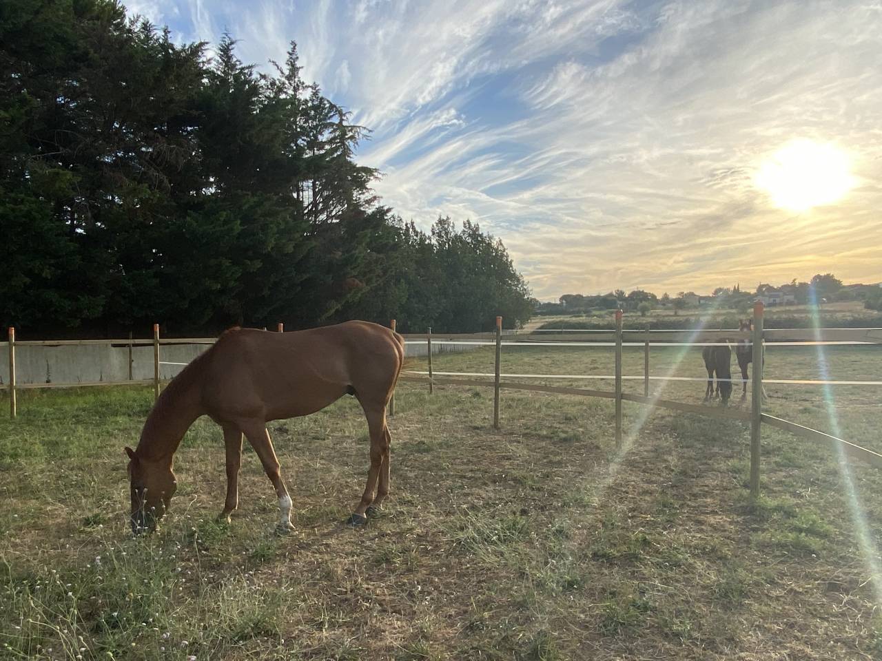 Proche UZES - confort et passion equestre
