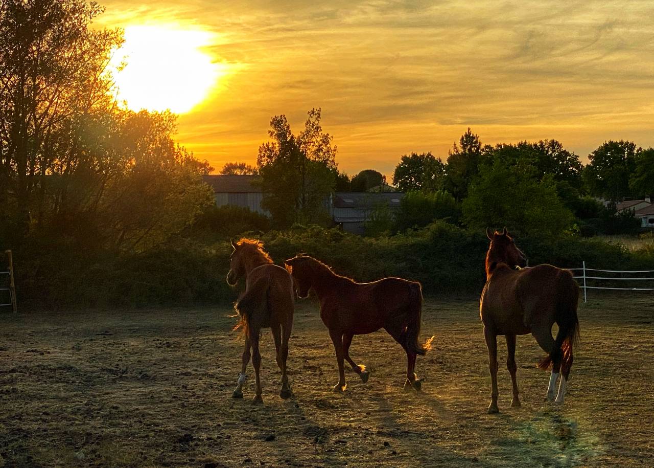 Proche UZES - confort et passion equestre