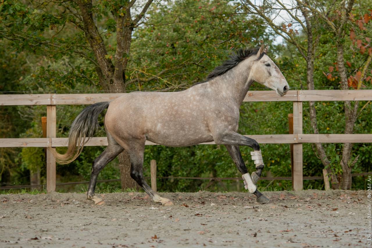 Jument - Lusitanienne -  6 ans -  Dressage - France 