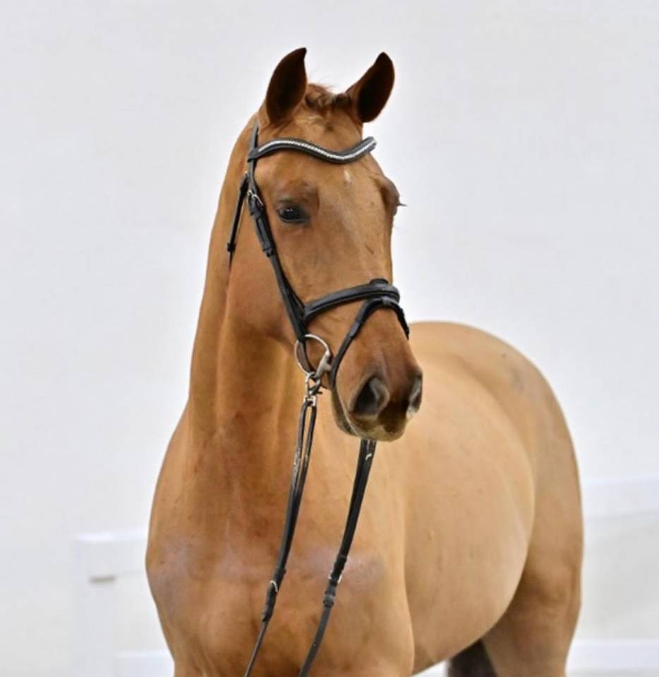 YEGUA 5 A&Ntilde;OS PROSPECTO PARA EL FUTURO 