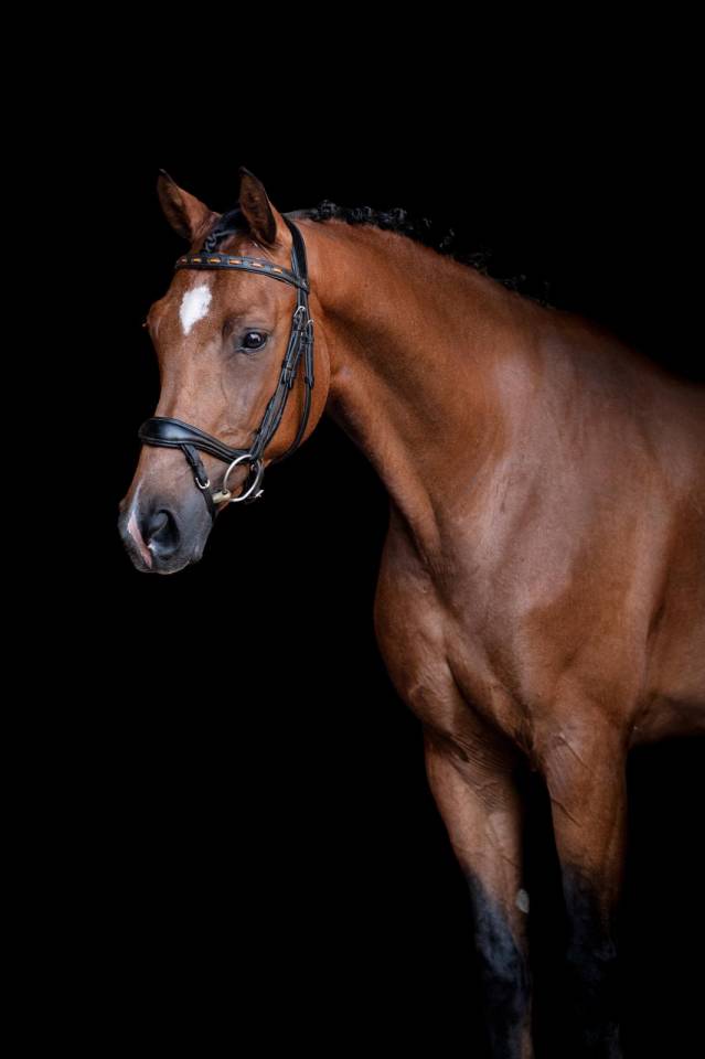 CABALLO 9 A&Ntilde;OS CLASIFICADO EN PRUEBAS 125CM  