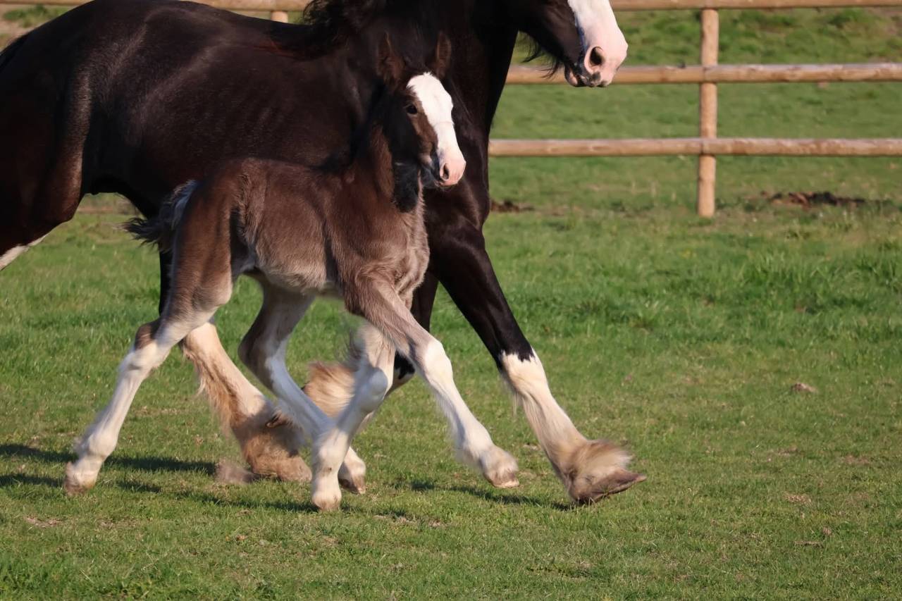 Pouliche shire pleins papiers