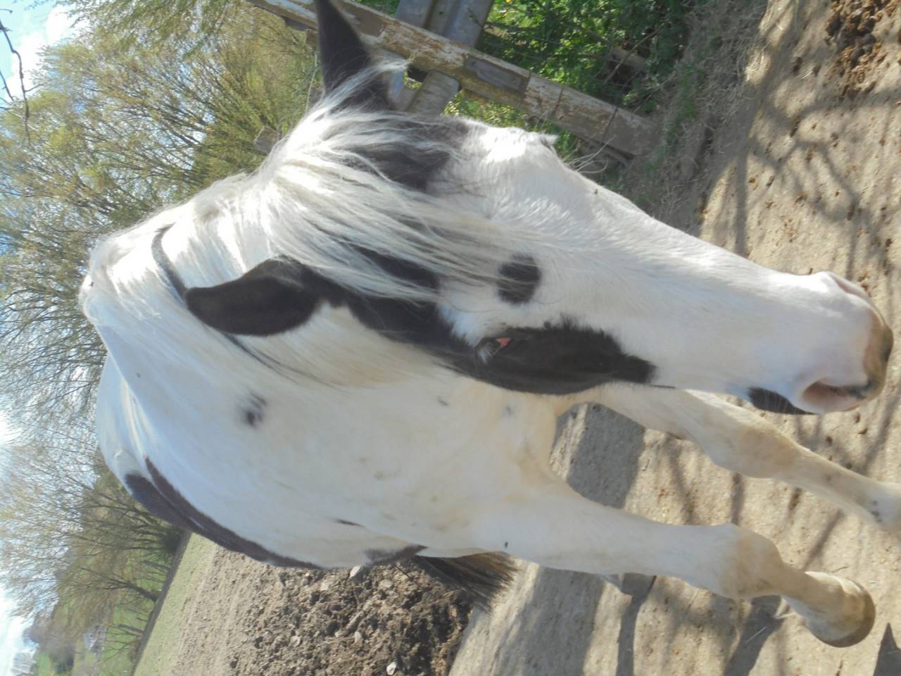 jument mont&eacute;e