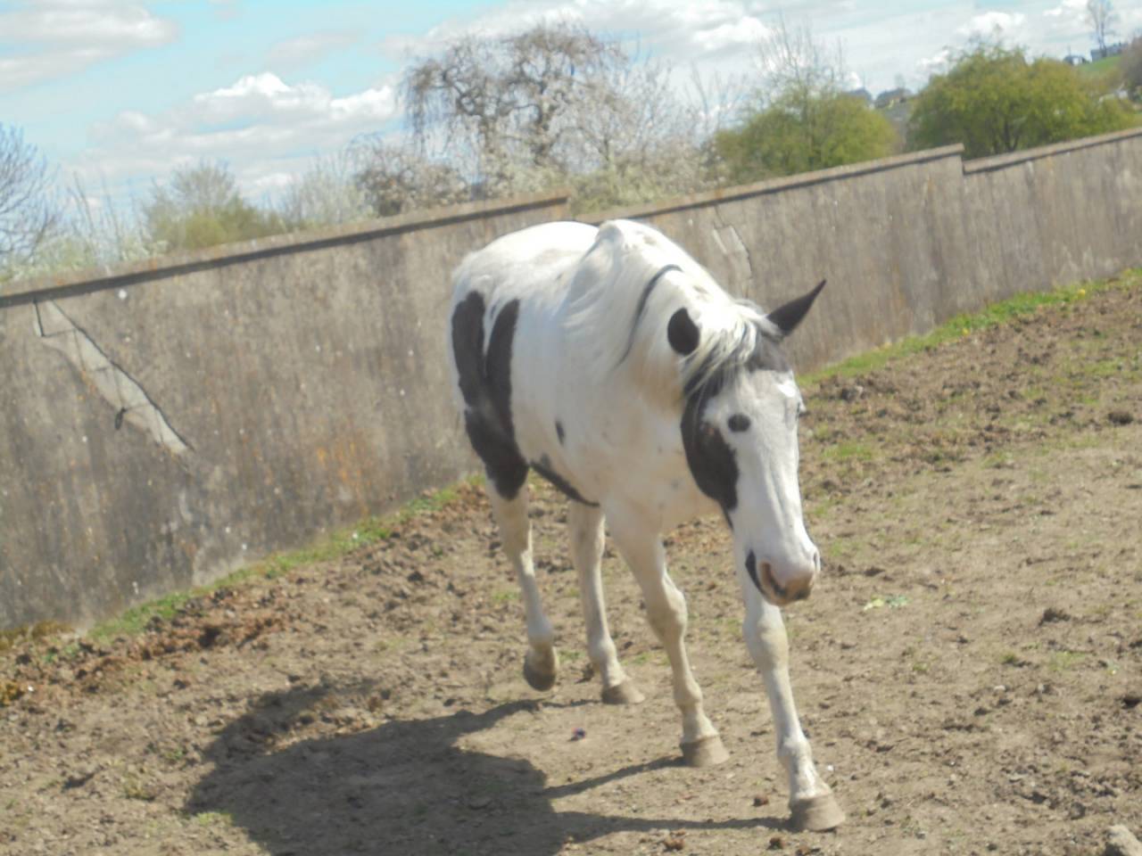 jument mont&eacute;e