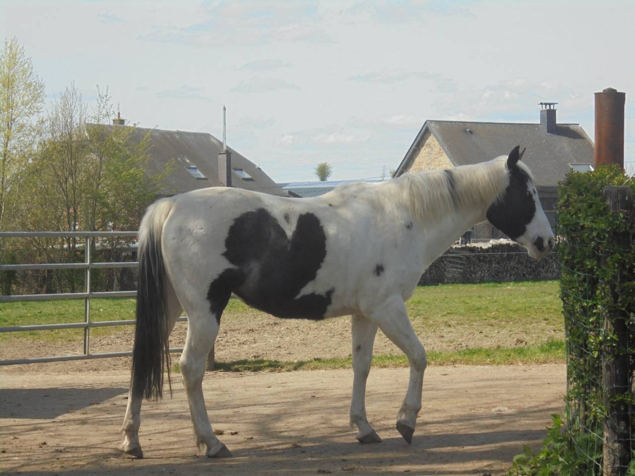 jument mont&eacute;e