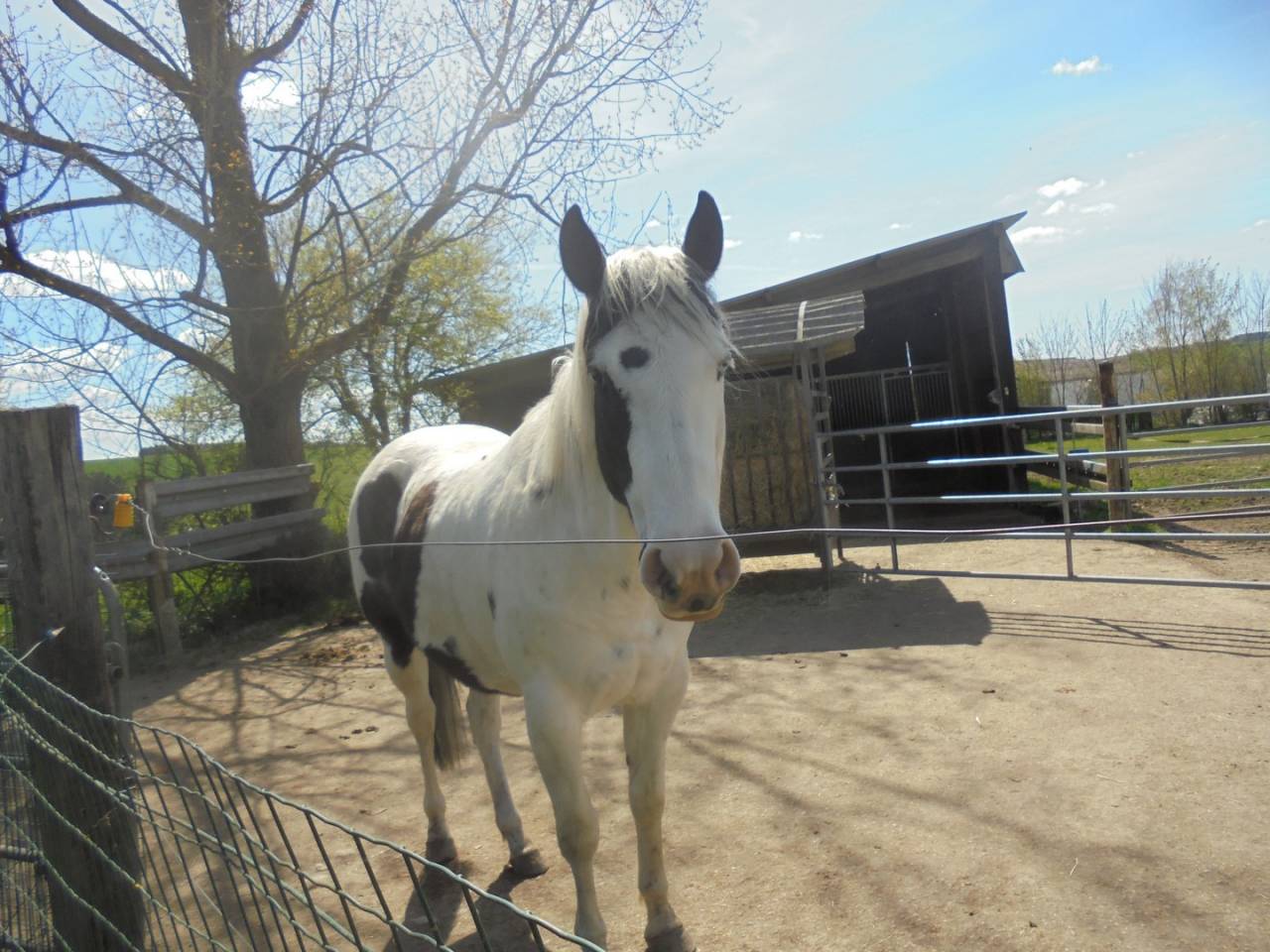 jument mont&eacute;e