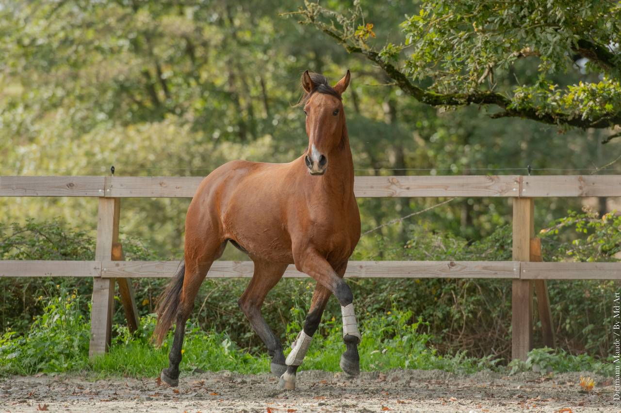 Hongre - Lusitanien - 7 ans - Dressage - France