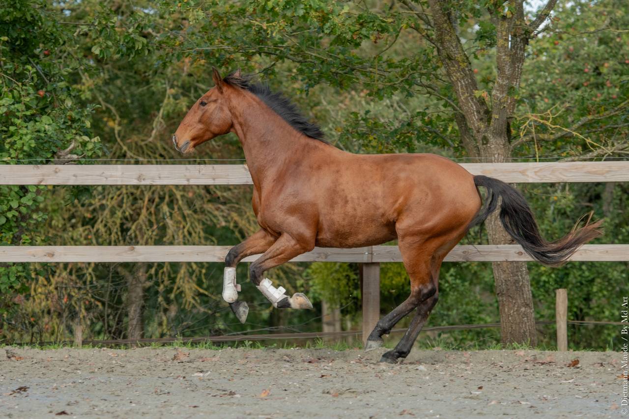 Hongre - Lusitanien - 7 ans - Dressage - France
