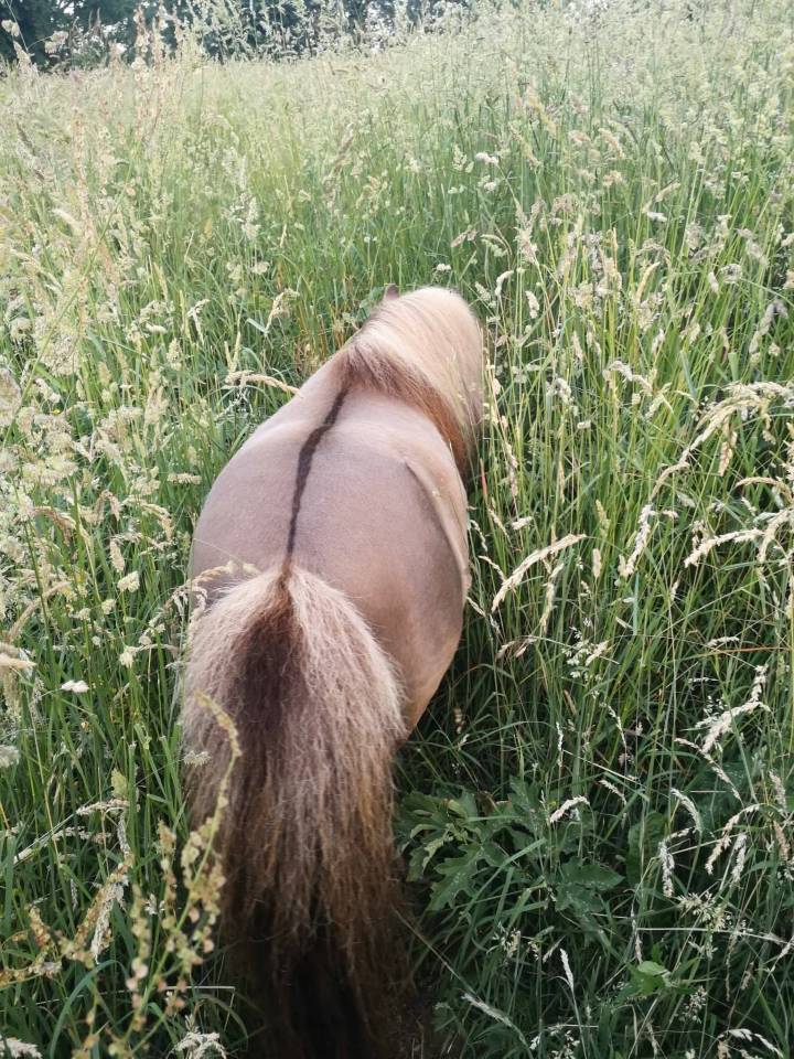 Mini shetland-Etalon 76cm 