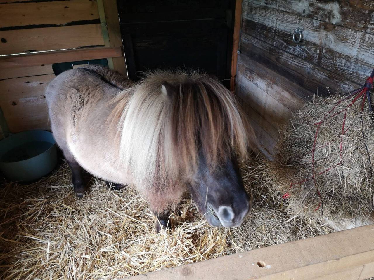 Mini shetland-Etalon 76cm 