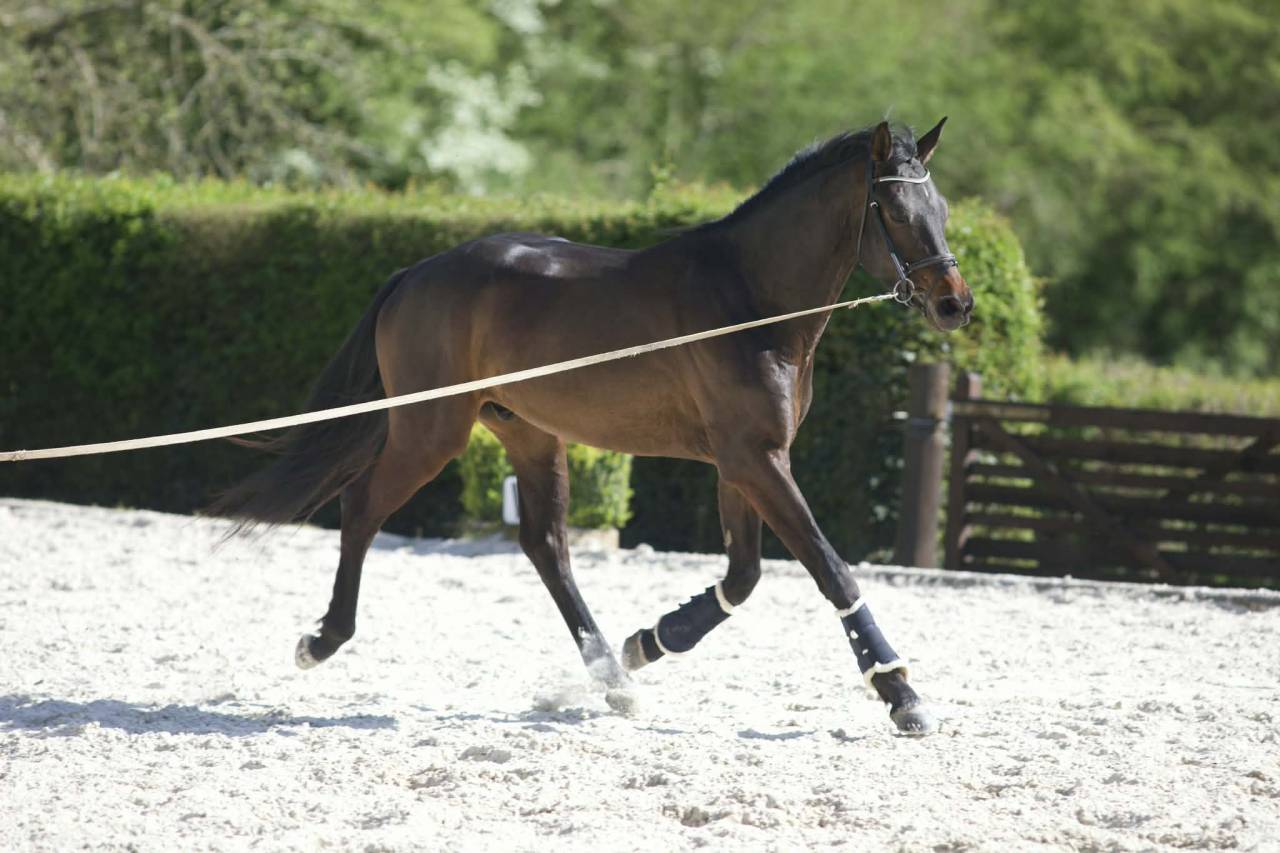 Hongre - Westphalien - 4 ans - Dressage - France 