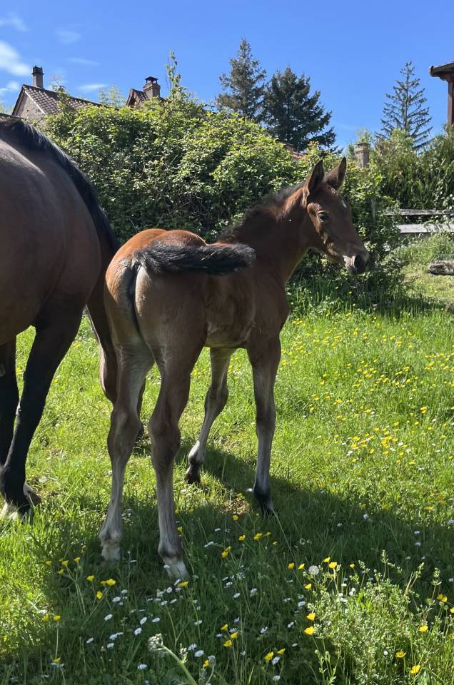 Superbe pouliche sf top origines 