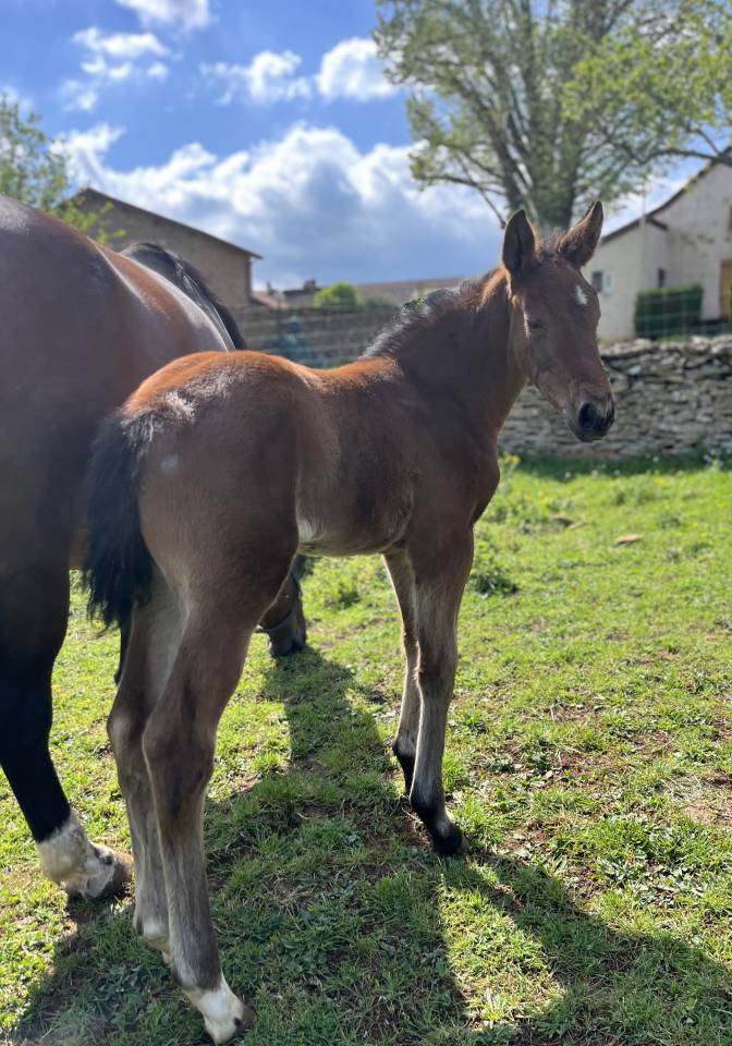 Superbe pouliche sf top origines 