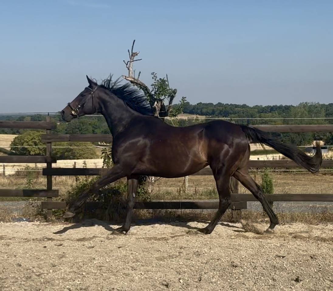 Jument poulini&egrave;re 11ans 