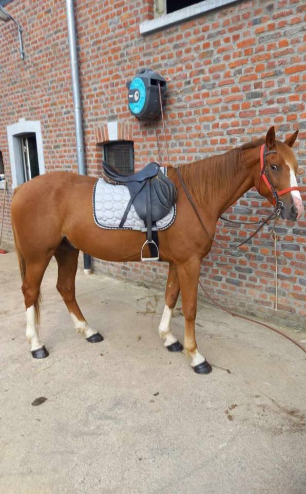 Gaillard cheval de 15/06/2016