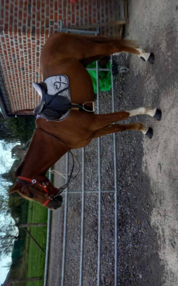 Gaillard cheval de 15/06/2016