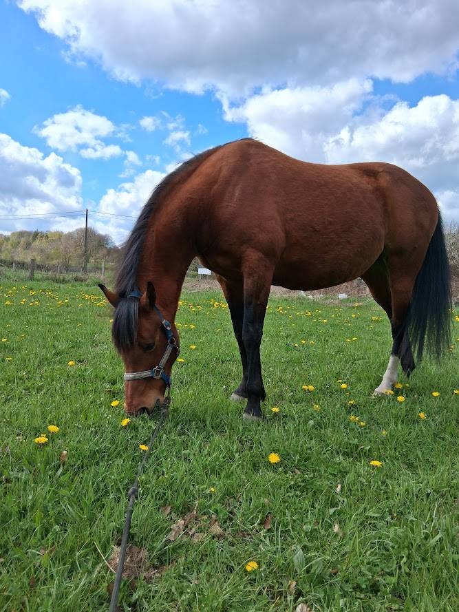 Jument demi-arabe 13 ans 