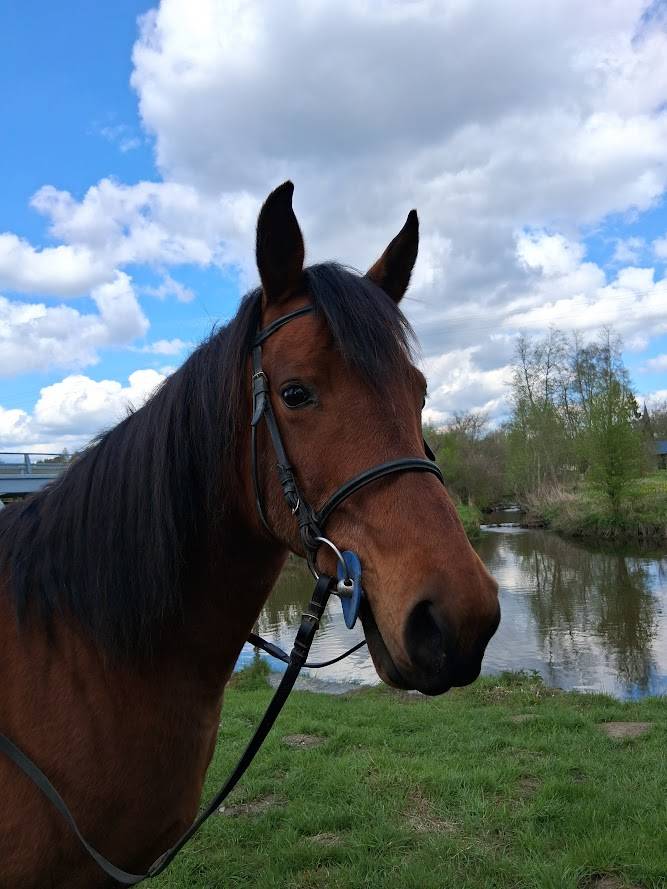 Jument demi-arabe 13 ans 