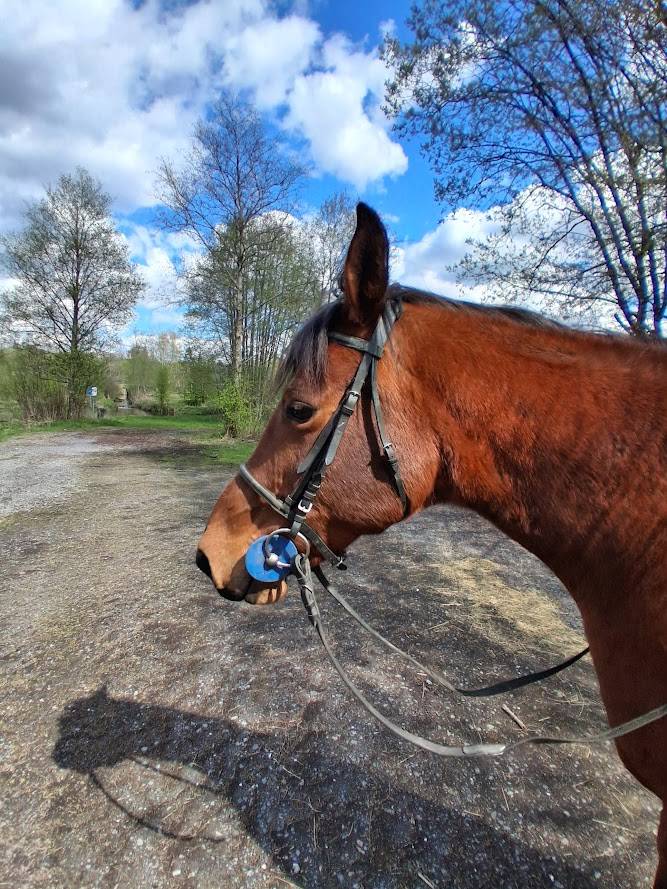 Jument demi-arabe 13 ans 