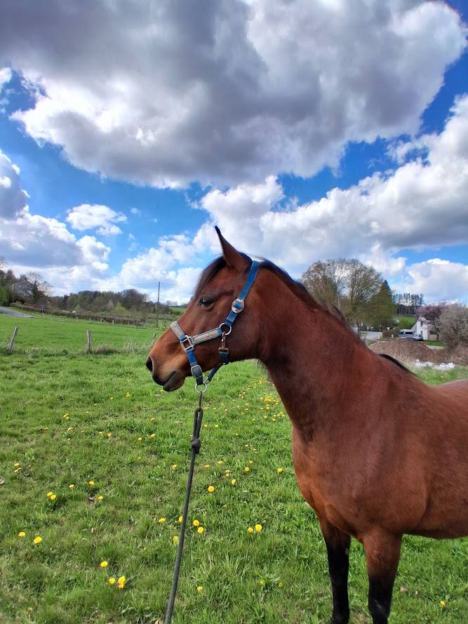 Jument demi-arabe 13 ans 