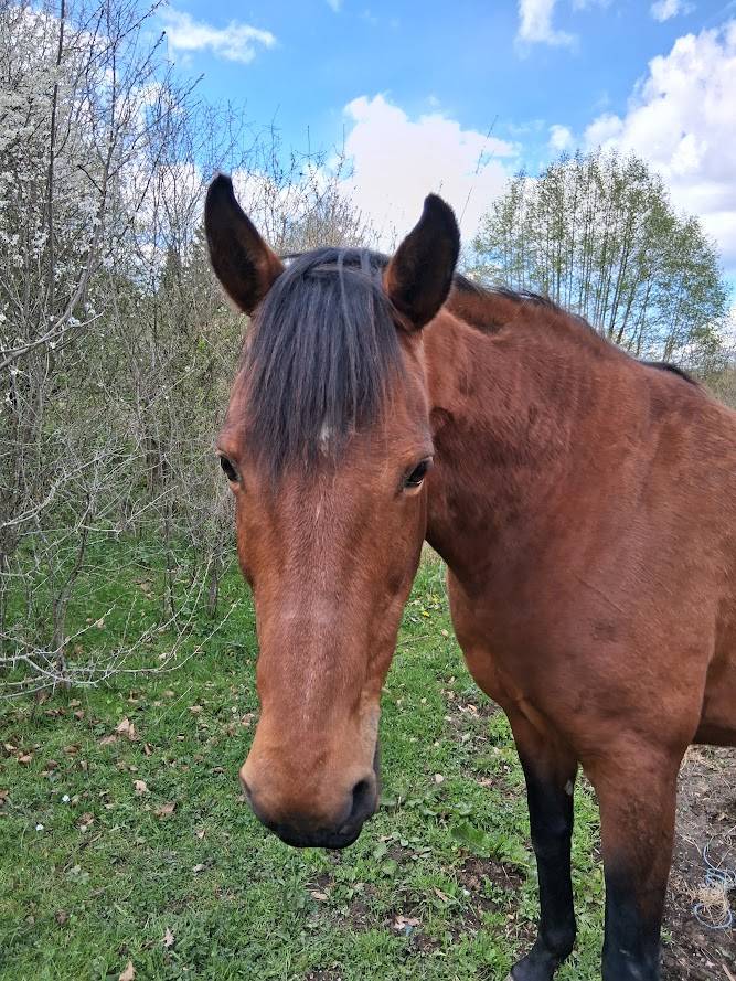 Jument demi-arabe 13 ans 