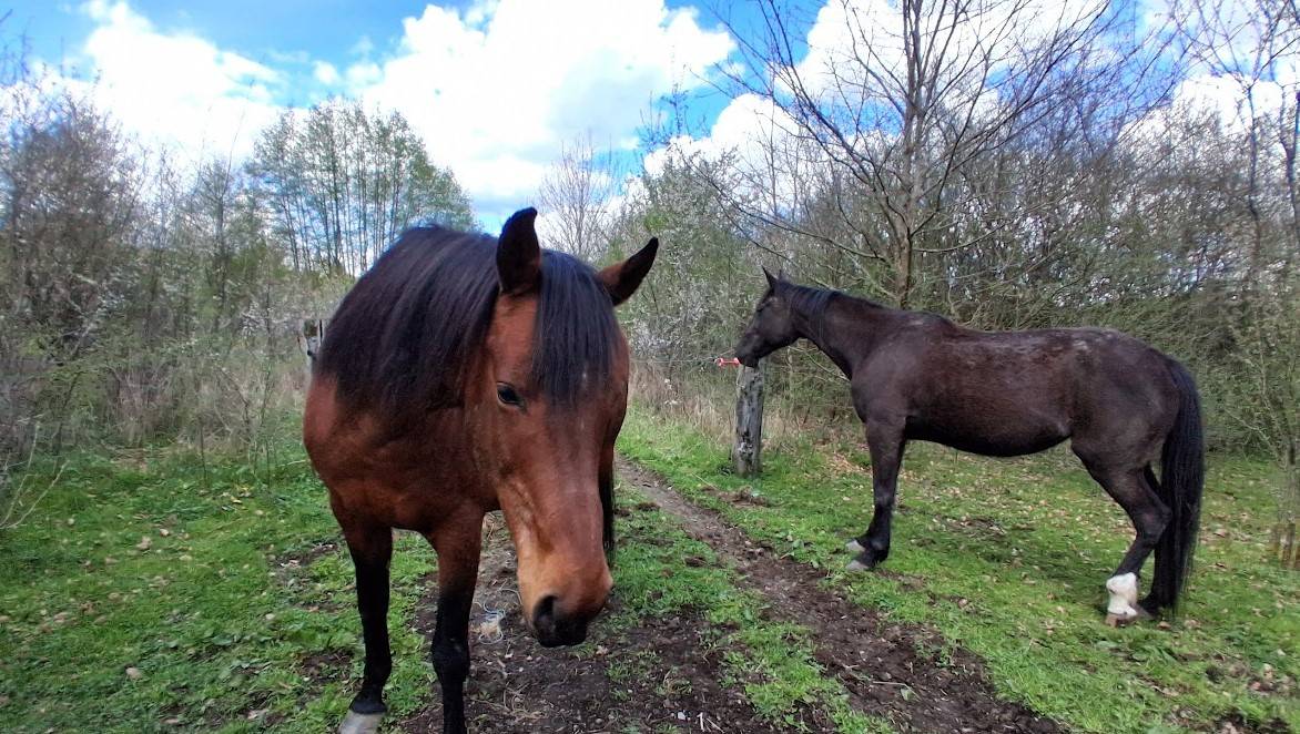 Jument demi-arabe 13 ans 