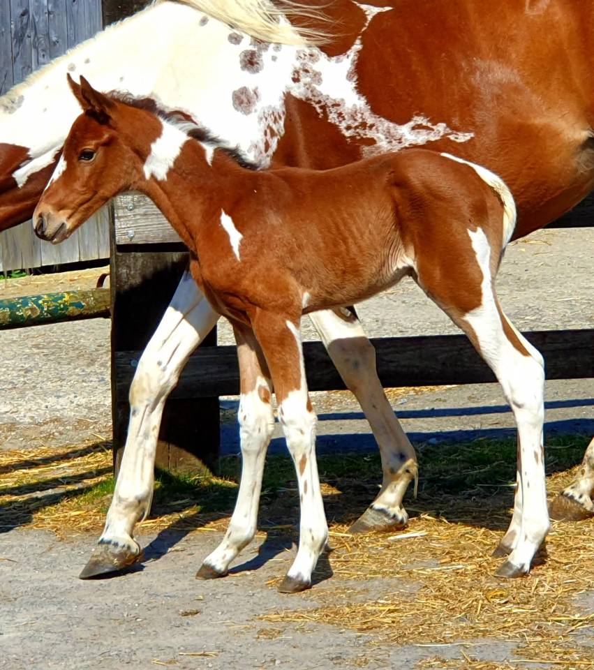 Pouliche Pie Zangersheide par Eras ste Hermelle 