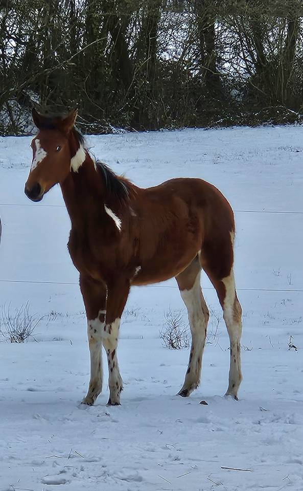 Pouliche Pie Zangersheide par Eras ste Hermelle 