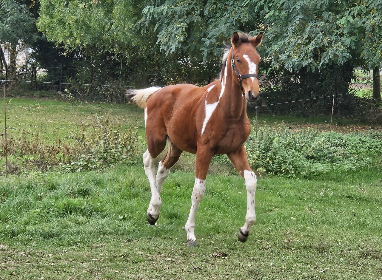Pouliche Pie Zangersheide par Eras ste Hermelle 