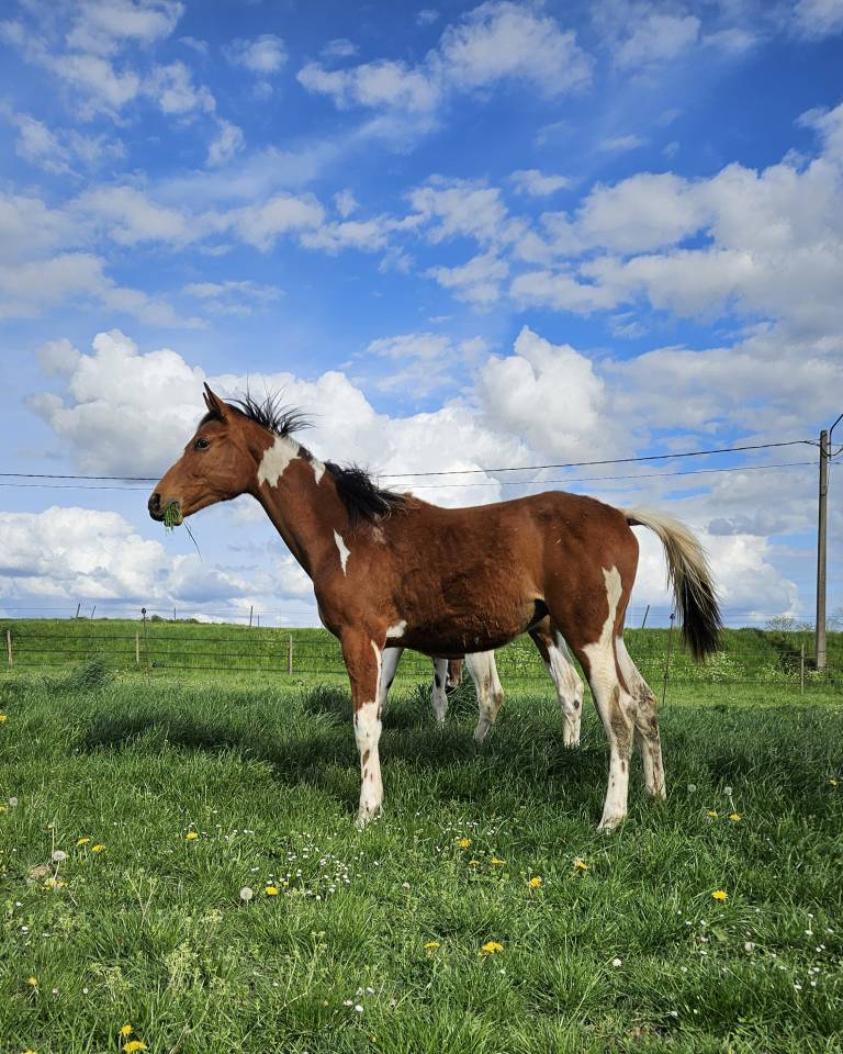 Pouliche Pie Zangersheide par Eras ste Hermelle 