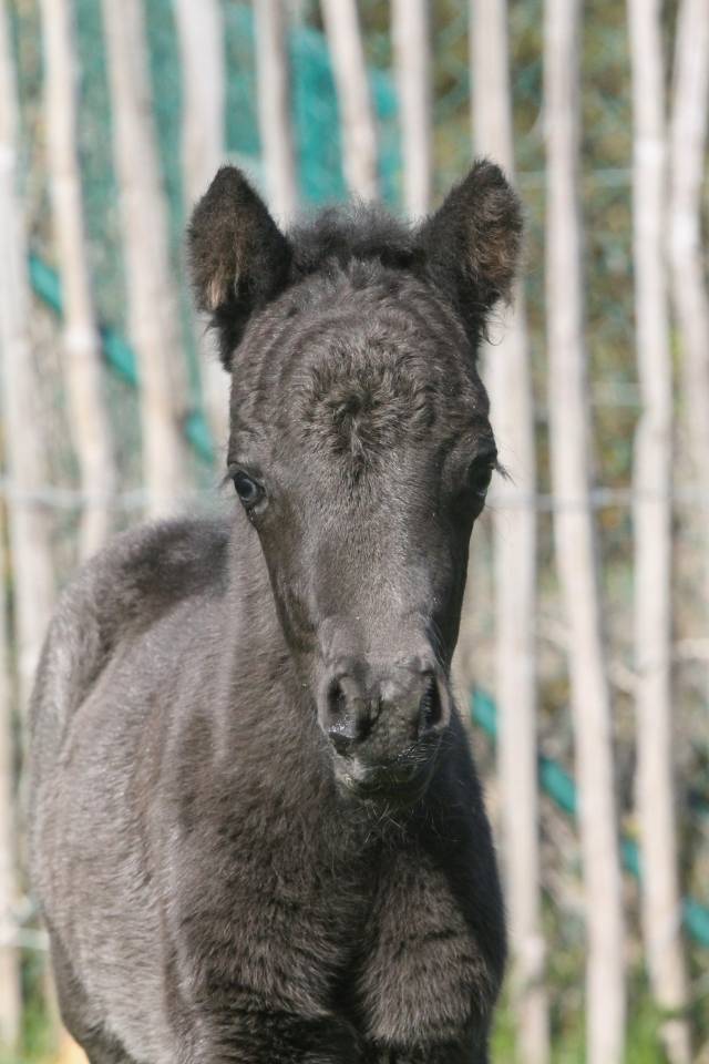 Poney miniature 