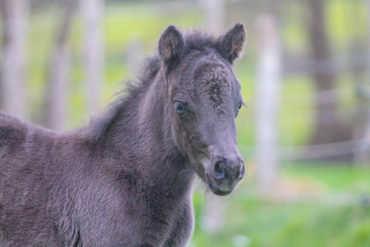 Poney miniature 