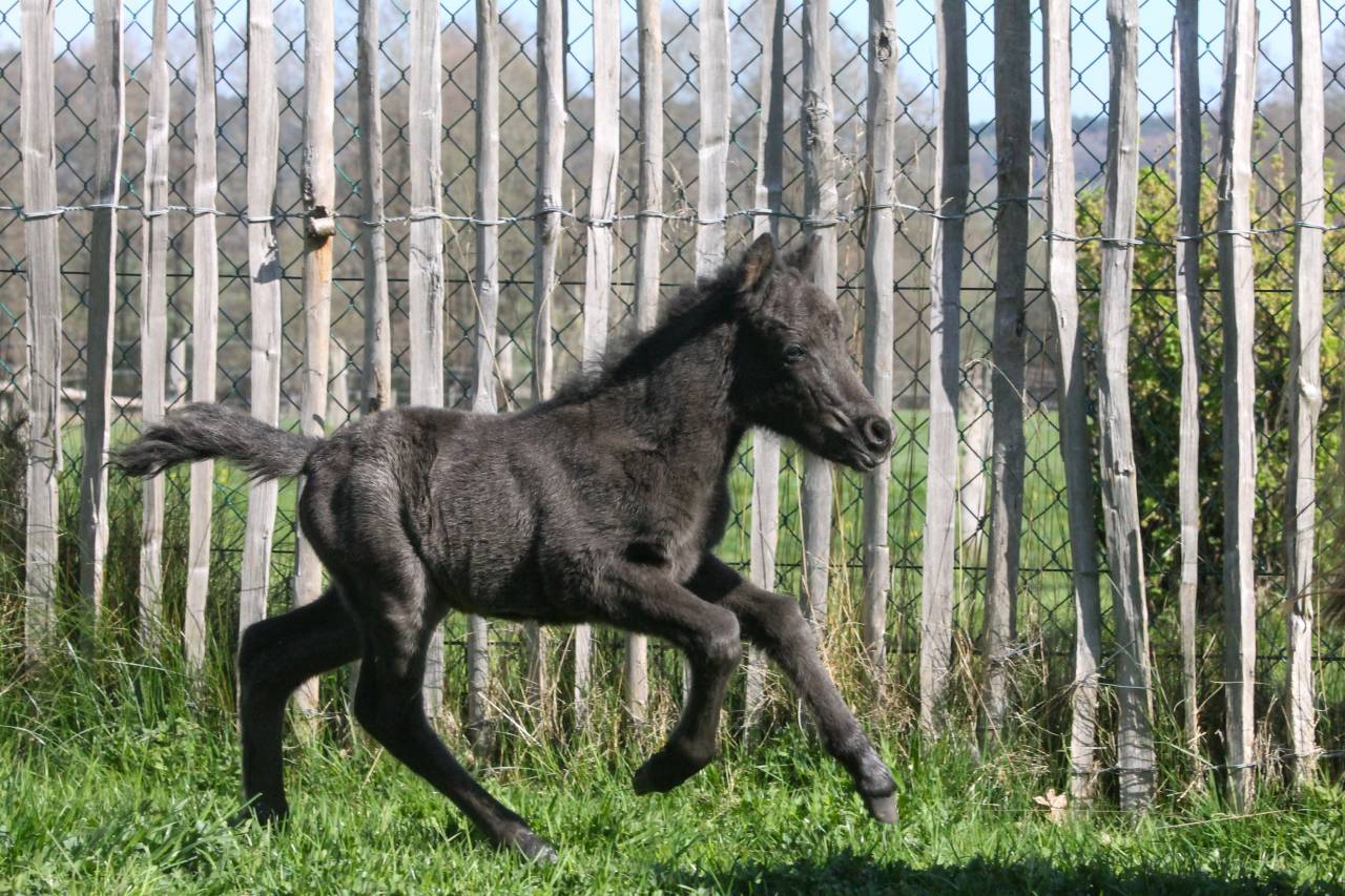Poney miniature 