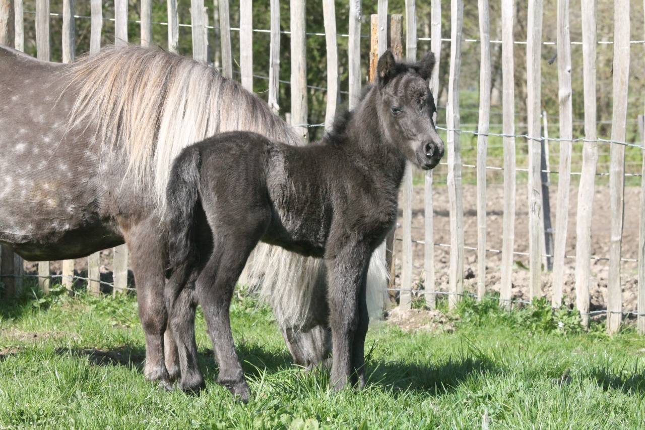 Poney miniature 