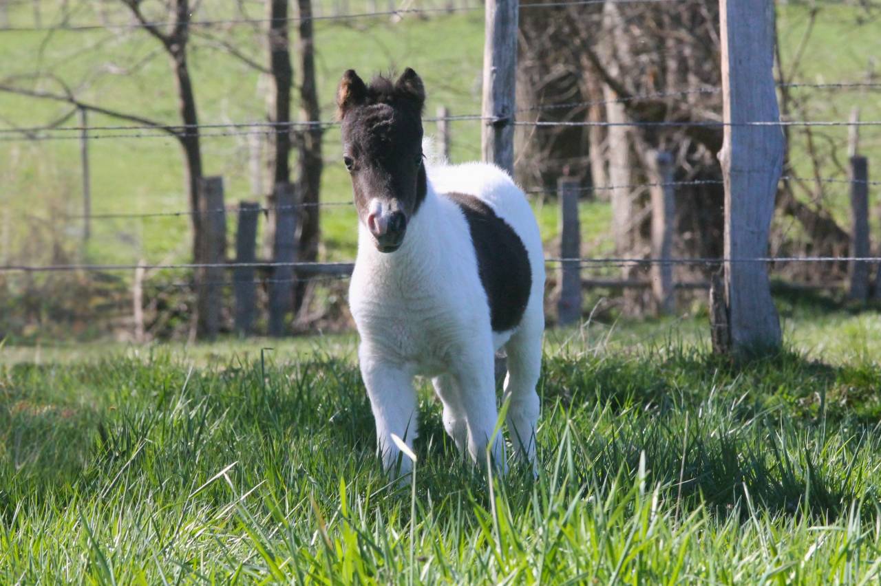 Poney miniature 