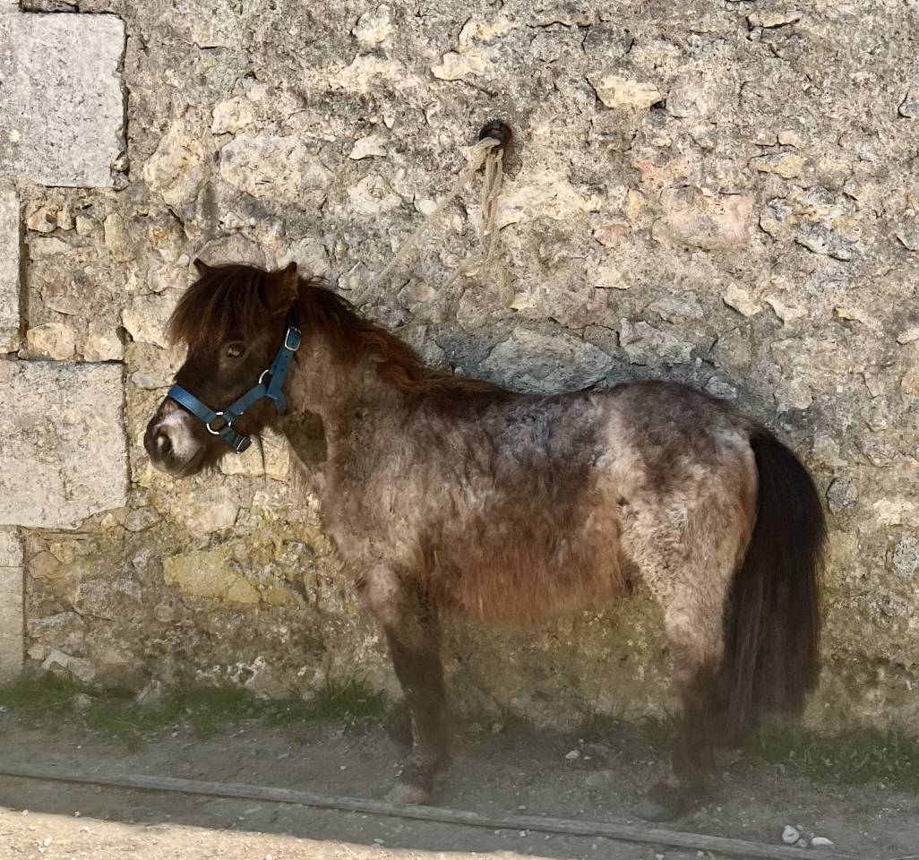 Adorable poney pour enfants