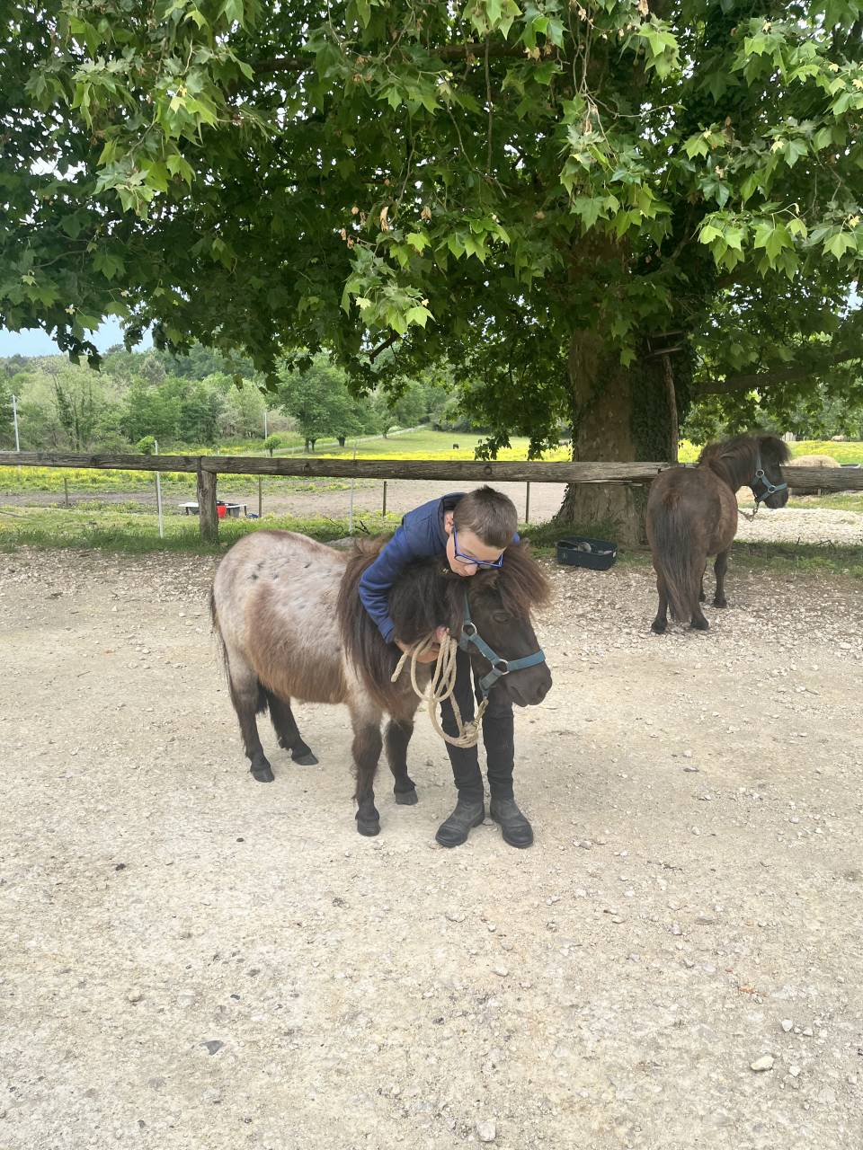 Adorable poney pour enfants