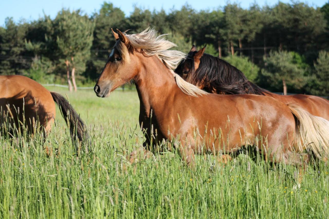Propri&eacute;t&eacute; &eacute;questre A vendre 