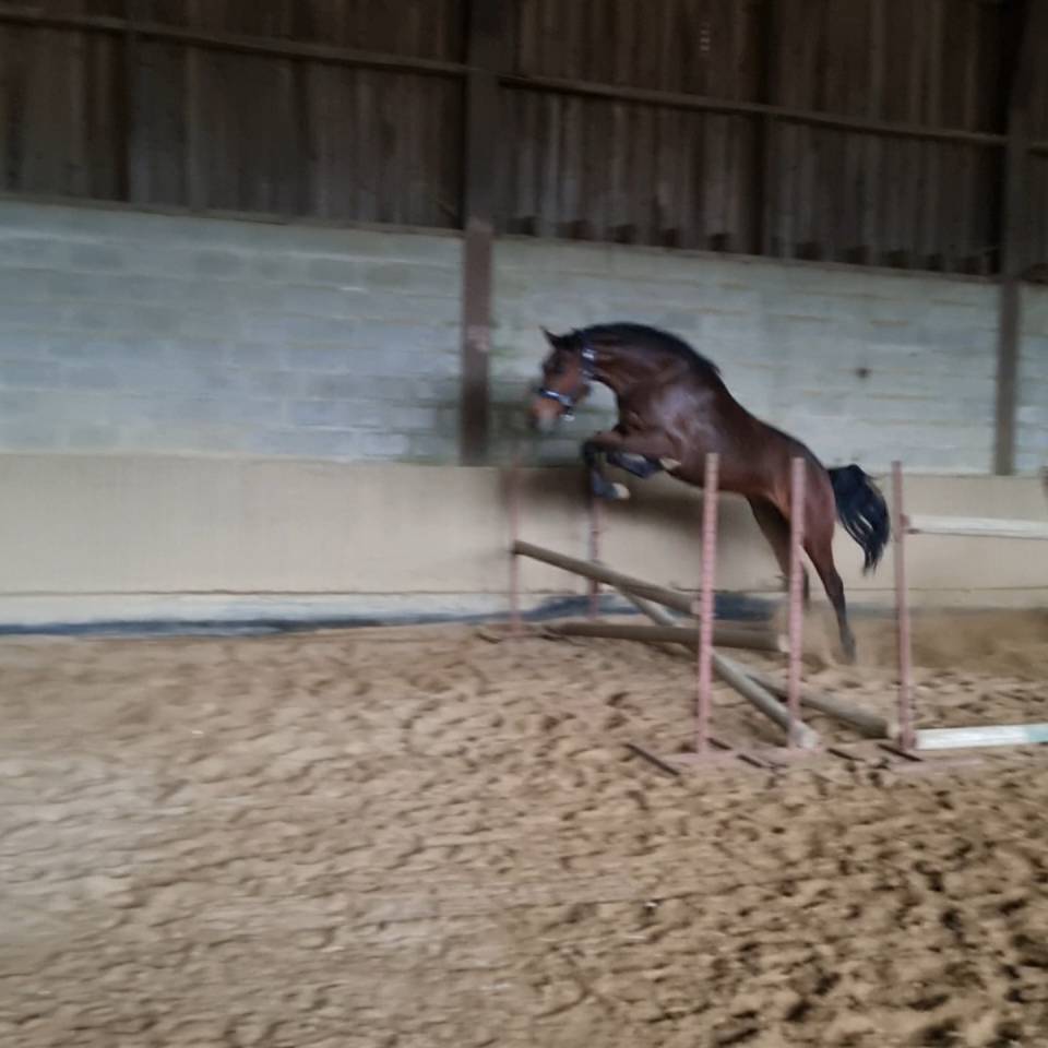 Hongre Zangersheide 3 ans