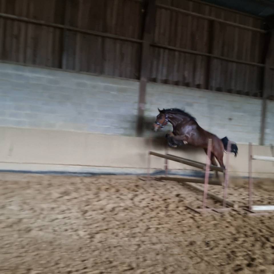 Hongre Zangersheide 3 ans