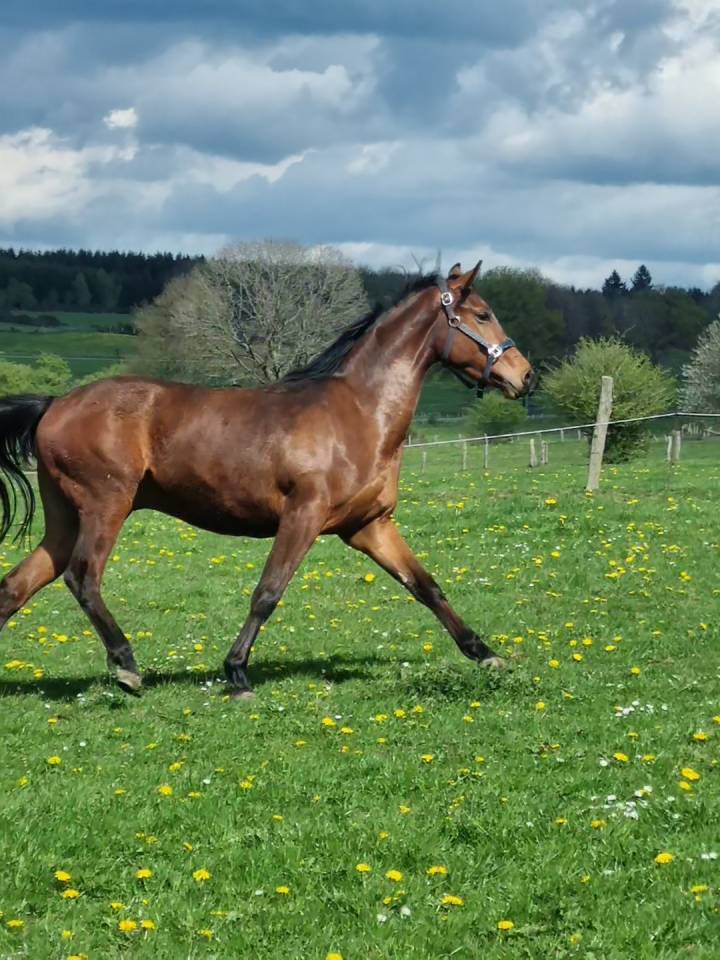 Hongre Zangersheide 3 ans