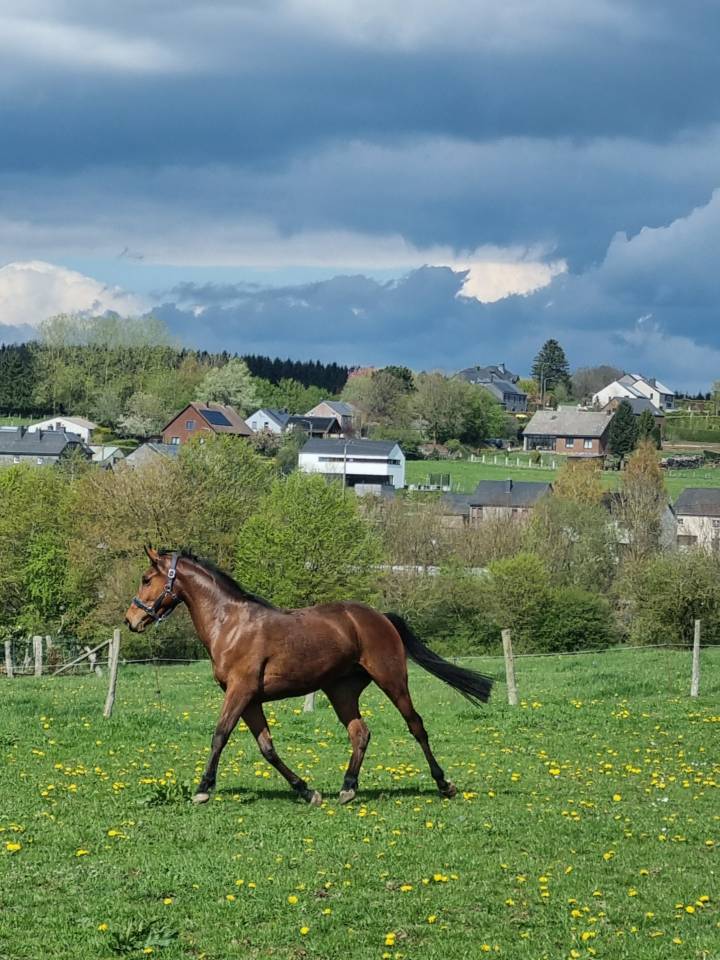 Hongre Zangersheide 3 ans