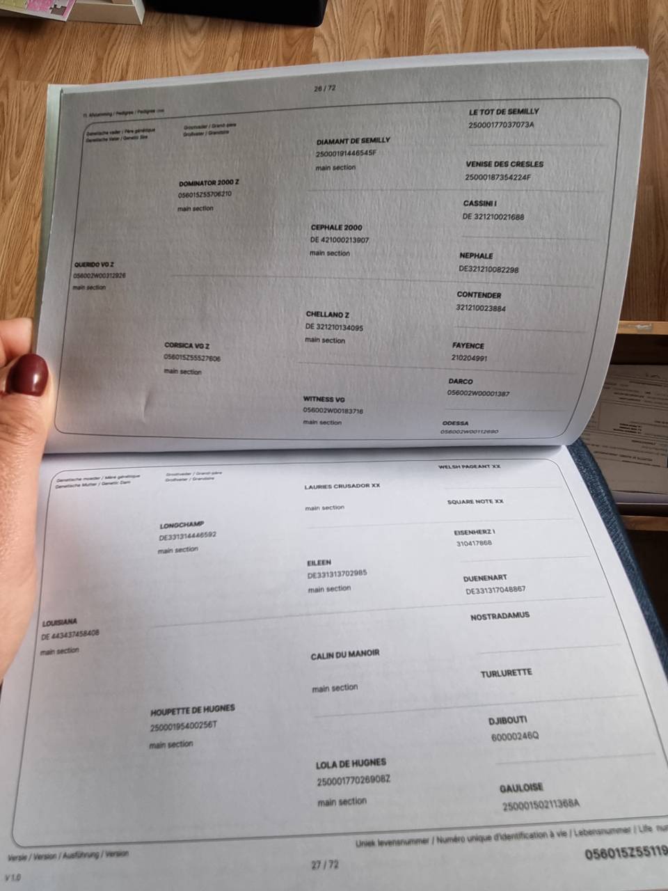 Hongre Zangersheide 3 ans