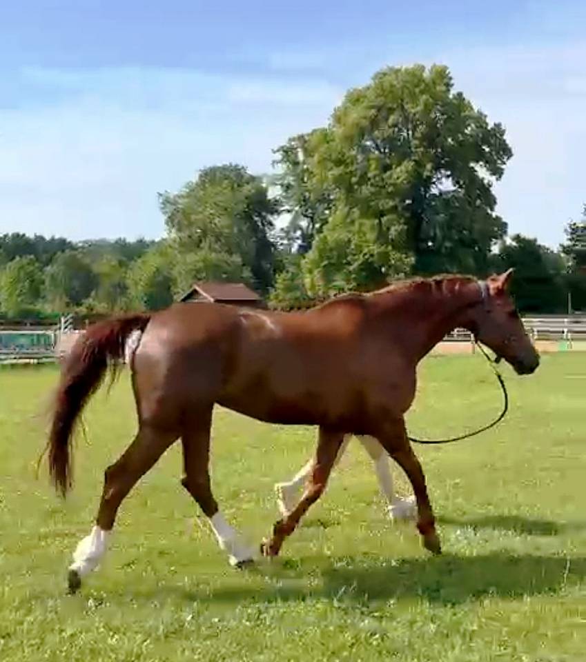 A vendre jument dressage 