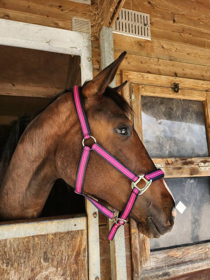 Pouliche Oldenbourg - 2 ans - origines dressage