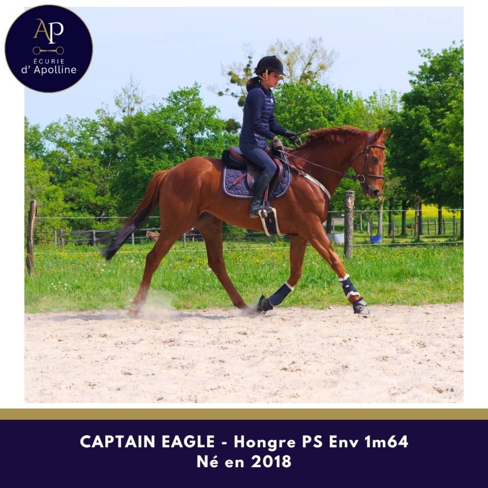 Magnifique hongre env 1m64